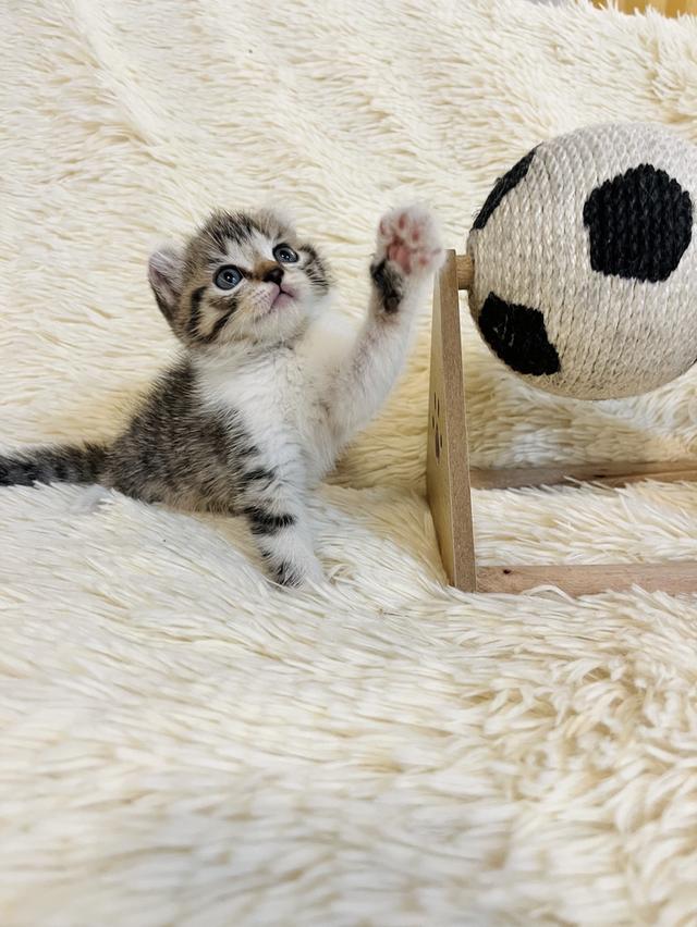 แมวหูบิน อเมริกันเคริล รูปที่ 12