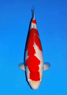 Sakai Kohaku Nisai 60 Cm Female