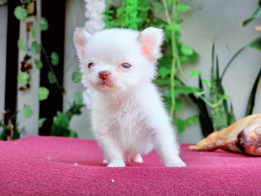 Chihuahua T cup น้องจิ๋วหลิวชิวาวาทีคัพเพศผู้