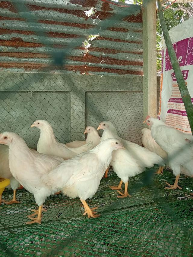 ไก่ไข่ สีขาว 2