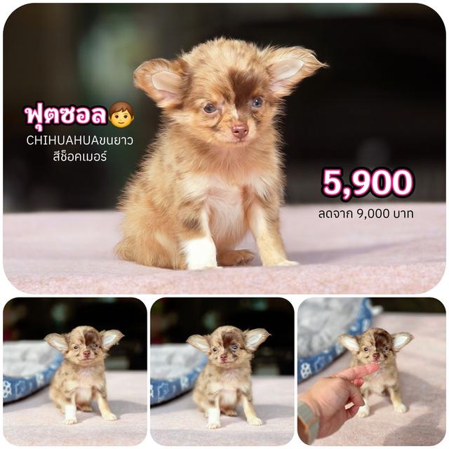 ชิวาวาแท้ ขนยาส เพศผู้ สีเมอร์