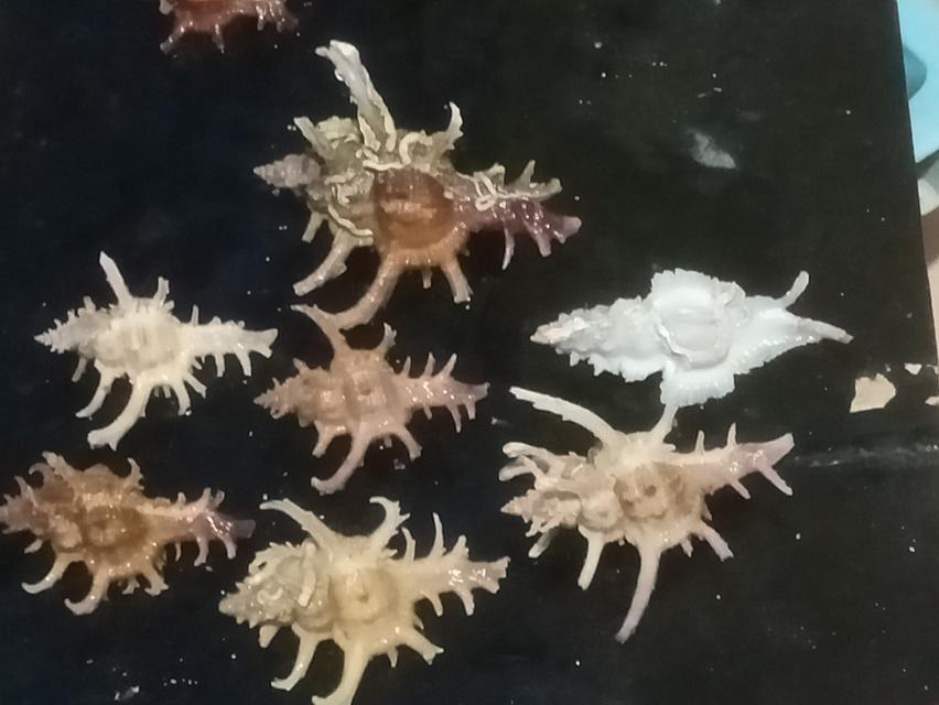 เปลือกหอยสะสม สวยงาม รูปที่ 3