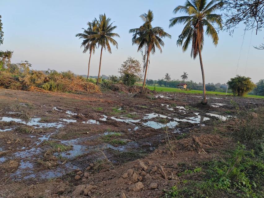 ขายที่ดินหน้ากว้าง รูปทรงชายธง ทำเลดีมาก – ต.ย่านยาว อ.เมือง จ.พิจิตร 7