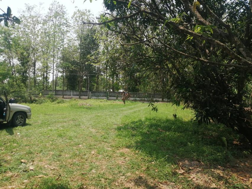 ขายที่ดินถมแล้ว 200 ตารางวา หน้ากว้าง 20 เมตร ถนนคอนกรีต อ.บ้านนา นครนายก 7