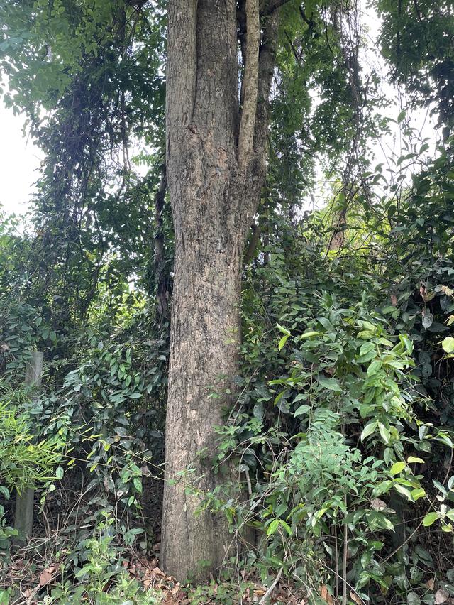 ทึดิน 4 ไร่ ทีสวย ไม้ใหญ่ยางนา 80++ ตำบลปากน้ำ เดิมบางนางบวช สุพรรณบุรี 5