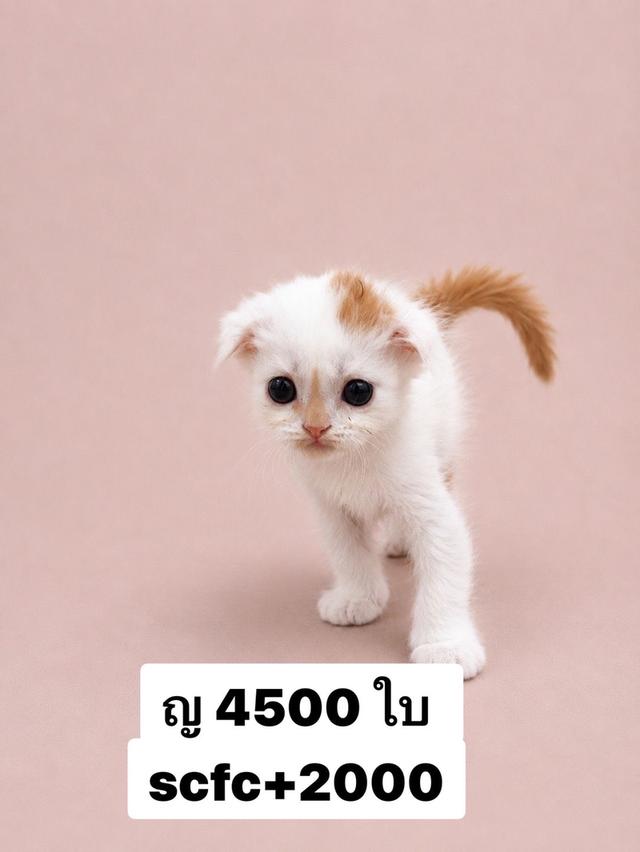 สก๊อตติชแท้ ญ พูพับ❌ปิด❌