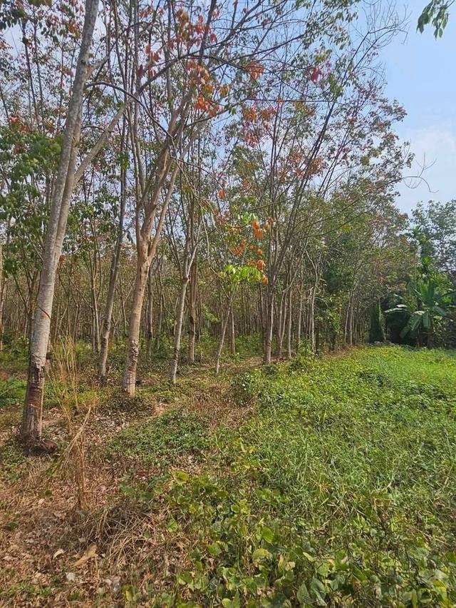 ขายสวนยางพร้อมที่ดิน ขนาด 28 ไร่ สวยและดี ราคาถูก ติดถนนสายสุขุมวิท-ท่าเรือแกลง จ.ระยอง  ที่ดินประเภท ชบ.1-12 ประเภทชุมชน (สีส้ม)🟠  ที 8
