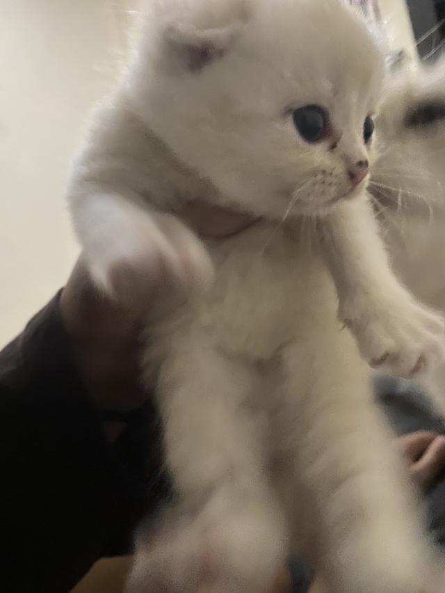 แมวสก๊อตติช หลานชายคอกสุดท้าย รูปที่ 3