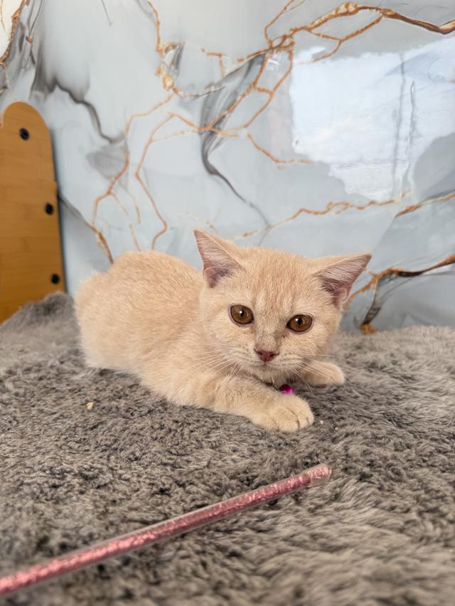 ลูกแมวพันธุ์บริติชแท้ รูปที่ 4