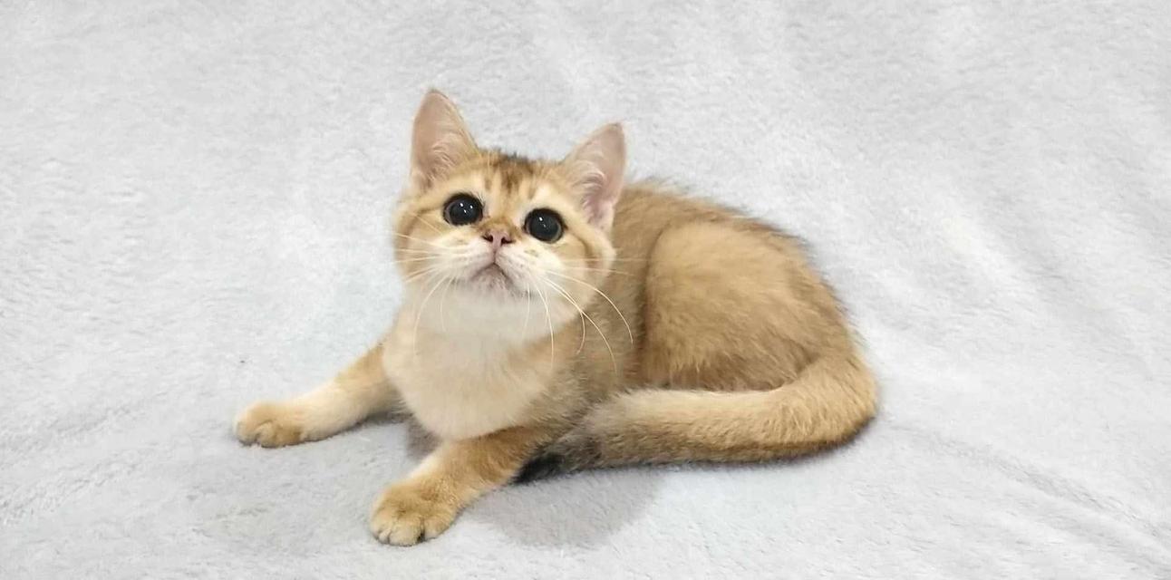 British Shorthair 5