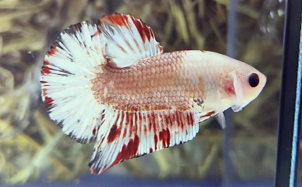 นีโม่โค่ย (Koi Betta) สีหลุมติดลายไฟ