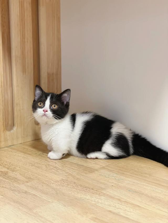 ลูกแมวมันช์กิ้น ขาสั้น และขาปกติ รูปที่ 13