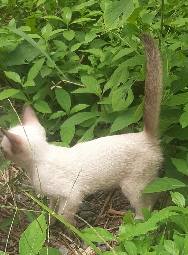 ลูกแมววิเชียรมาศ บ้านปุ้มปุ้ย 14