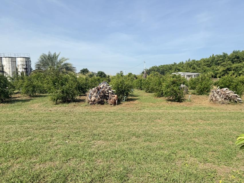 ที่ดิน 9ไร่ 1งาน 38ตารางวา สวนผลไม้ พร้อมบ้าน และสิ่งปลูกสร้าง 8