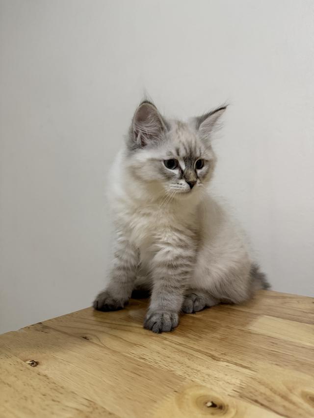 ลูกแมวไซบีเรียน (Siberian Cat) มีใบเพ็ท WCF รูปย่อยที่ 3