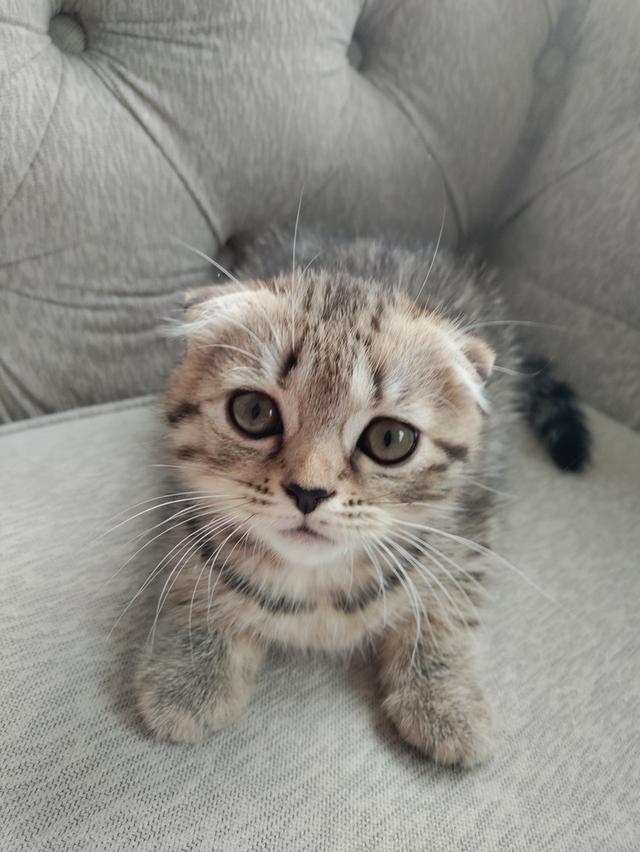 Scottish fold