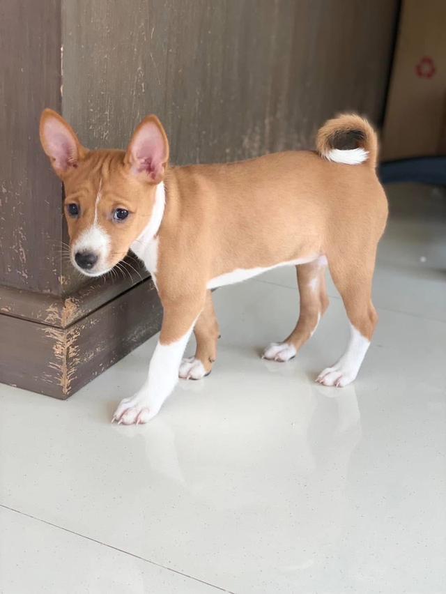 ลูกสุนัข Basenji