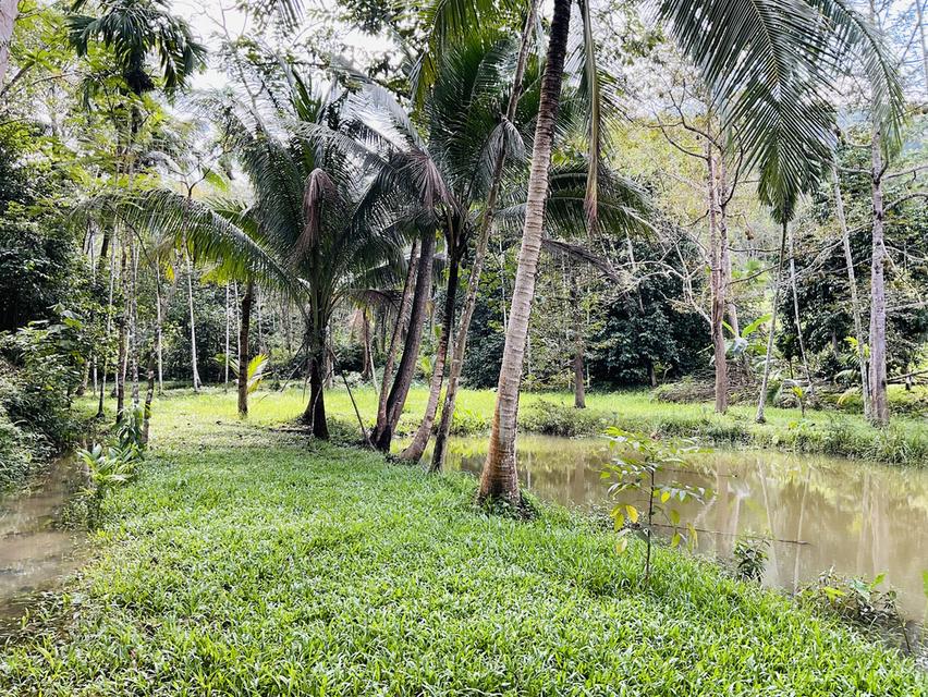 ที่ดิน13 ไร่ หน้าติดถนน 200 เมตร 9