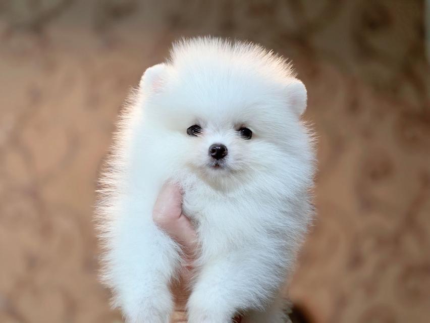 ปอมเมอเรเนียนแท้ เพศเมีย สีขาวล้วน รูปที่ 2