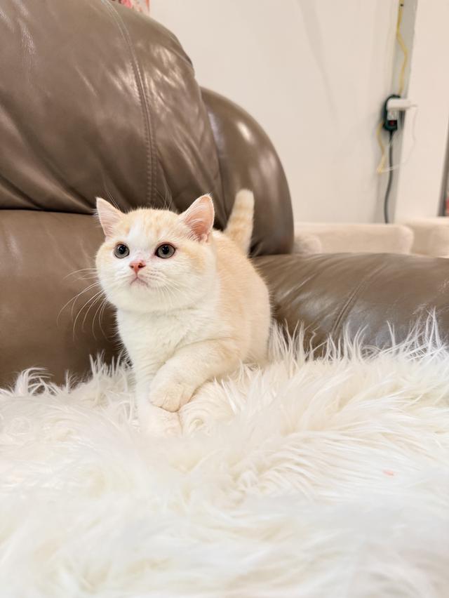 ขายแมวสก็อตติชโฟลด์แท้ฟอร์มหน้าหมีๆอายุ 3 เดือนพร้อมย้าย