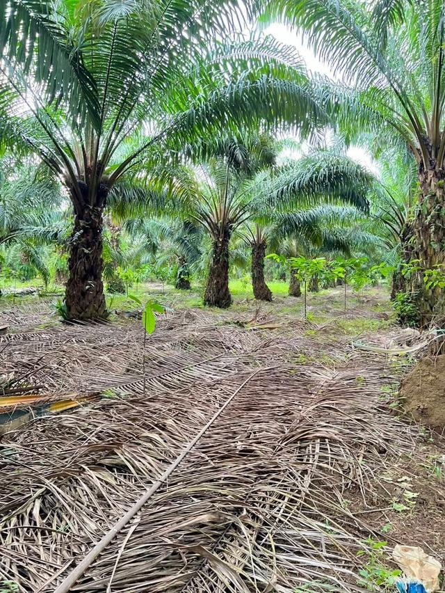 สวนปาล์มสวนทุเรียนพร้อมบ้านสวน 9