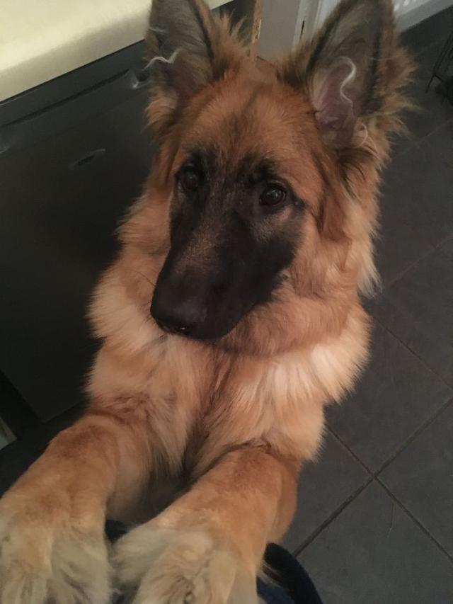 สุนัข เยอรมันเชพเพิร์ด อายุ 3 เดือน นน ไม่ทราบชัด สีน้ำตาลเข้ม