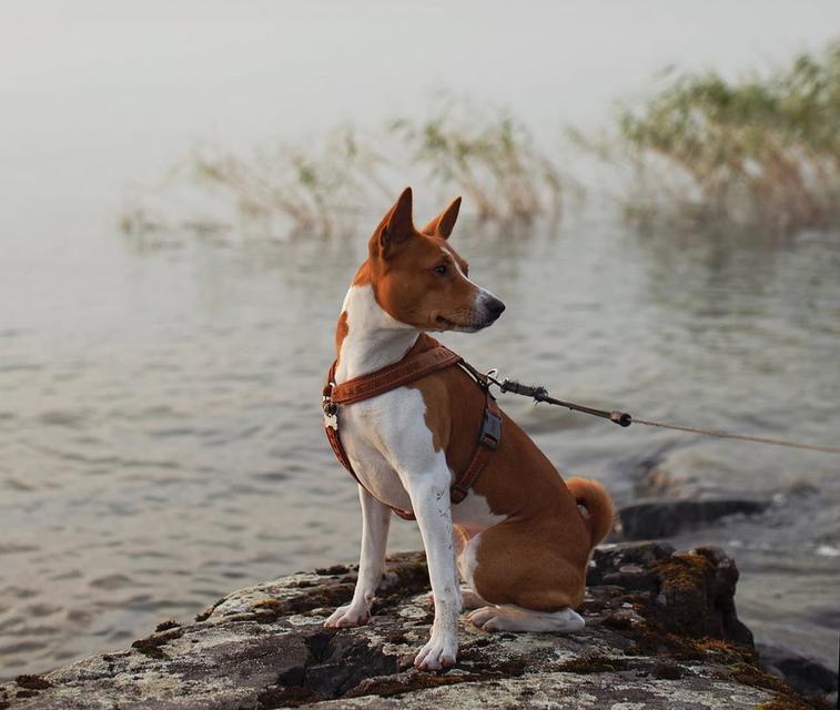 ขาย Basenji สุนัขสุดแสนน่ารักผ่านการฝึกมาแล้ว 3