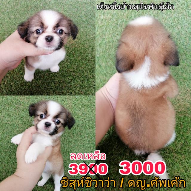โปรหนีน้ำท่วม!! 3900 ลดเหลือ3000/3500 ชิสุห์ผสมปอม ชิสุผสมชิวาว่า .พร้อมย้าย