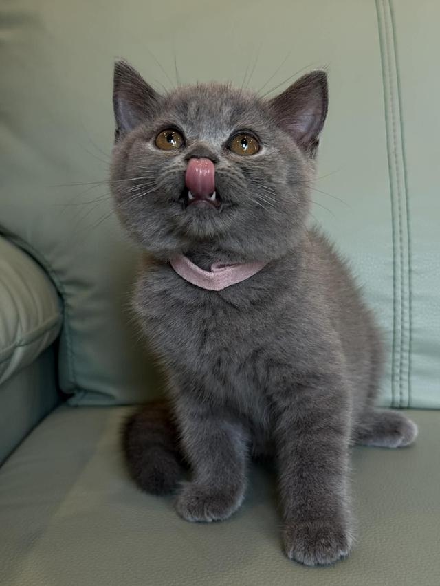 บริติช ช็อตแฮร์ สีบลู