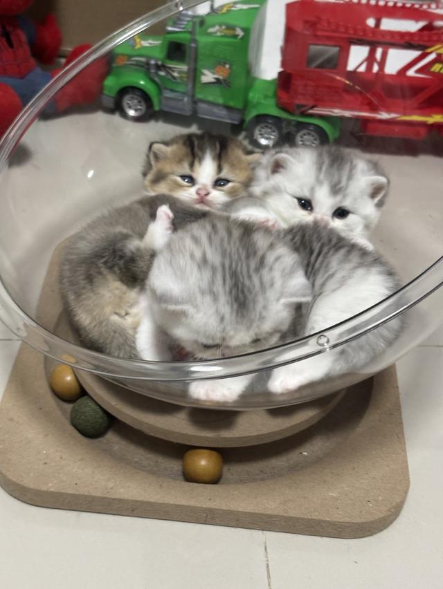 แมวบริติช British shorthair