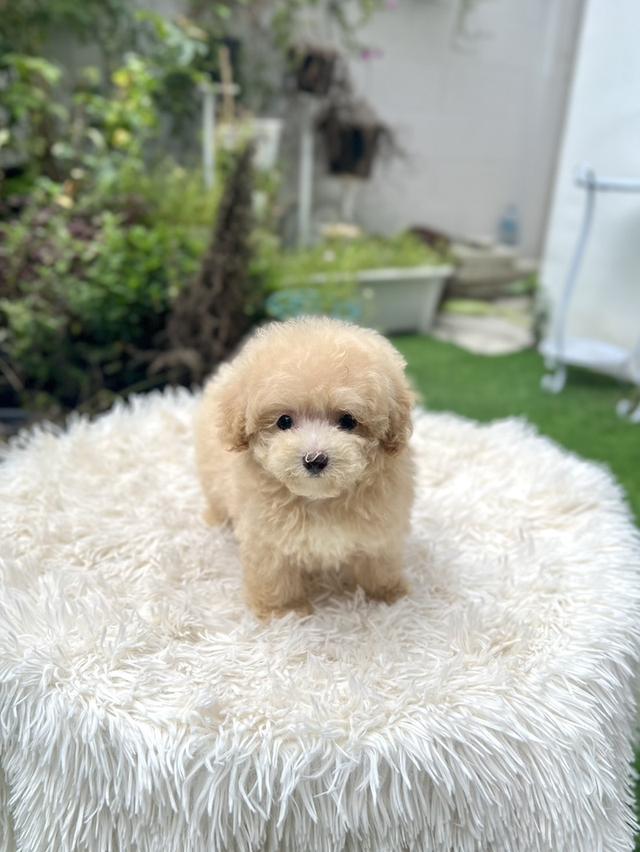 น้องบัตเตอร์ พุดเดิล ทีคัพ เพศหญิง นำเข้าจากจีน