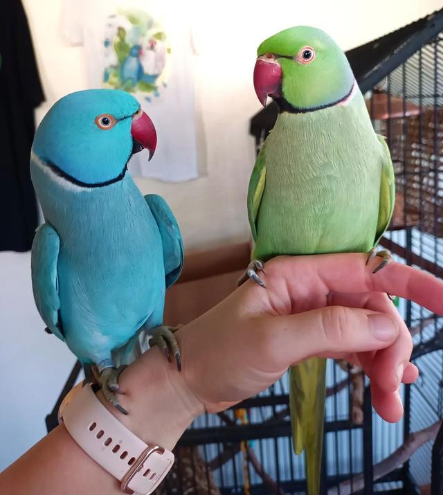 Indian Ringneck Parakeets WhatsApp me : +66 63 826 3042 รูปย่อยที่ 2