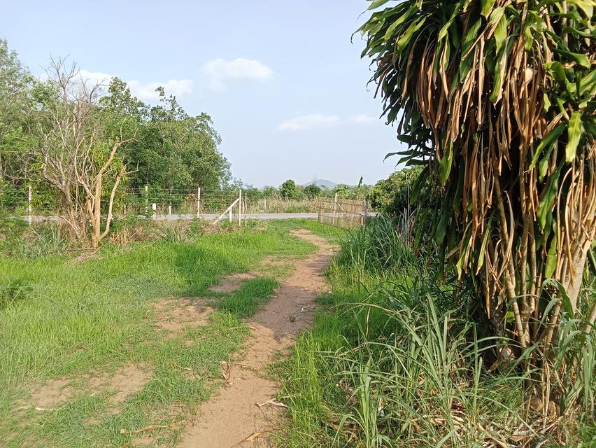 ขายที่ดินสวนลำใย 12 ไร่ นครเจดีย์ ป่าซาง ติดถนน ไฟฟ้าผ่าน ใกล้ชุมชน 4
