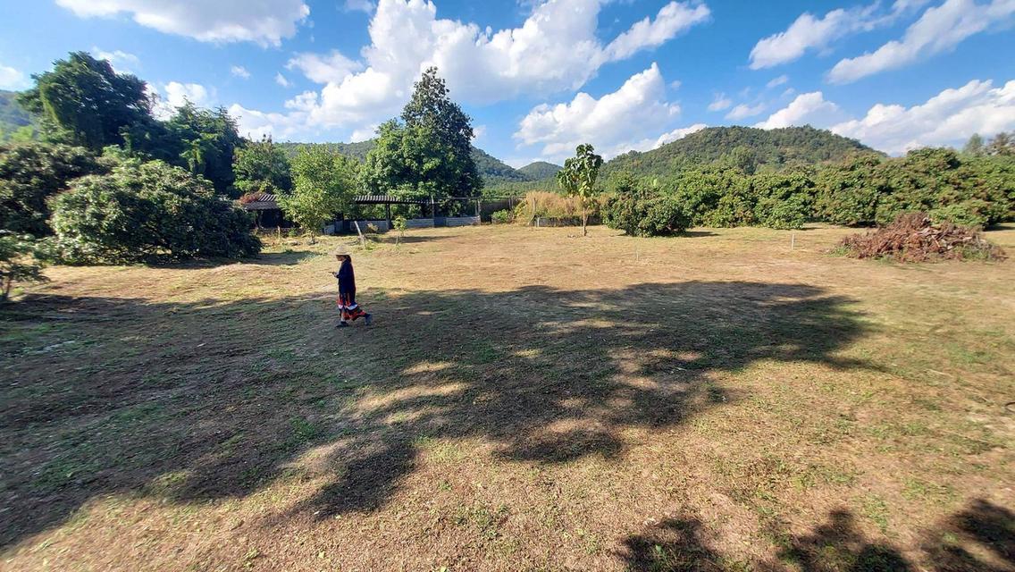 ขายที่ดินและสวนลำไย จังหวัดลำพูน 2