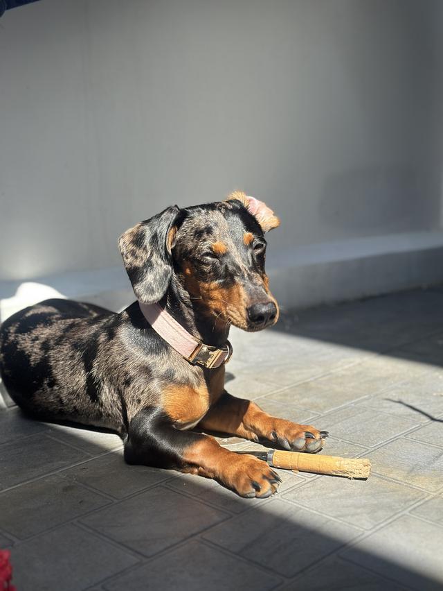 Dachshund puppy 6 months blue eyes, fully vaccinated รูปที่ 8