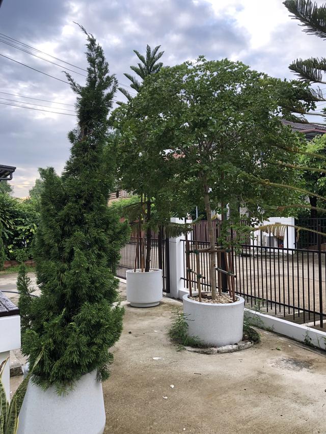 ต้นแก้วเจ้าจอม 2