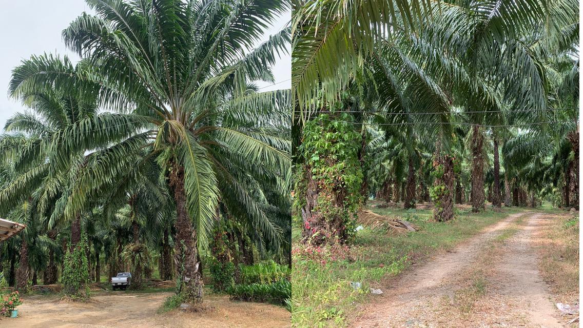 ที่ดินสวนปาล์ม 102 ไร่ 3 งาน 74 ตารางวา อ.กะเปอร์ จังหวัดระนอง 3