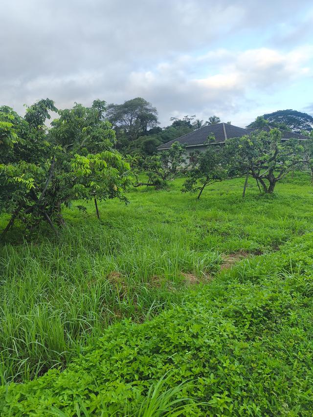 ที่ดินงามเชียงใหม่ 2