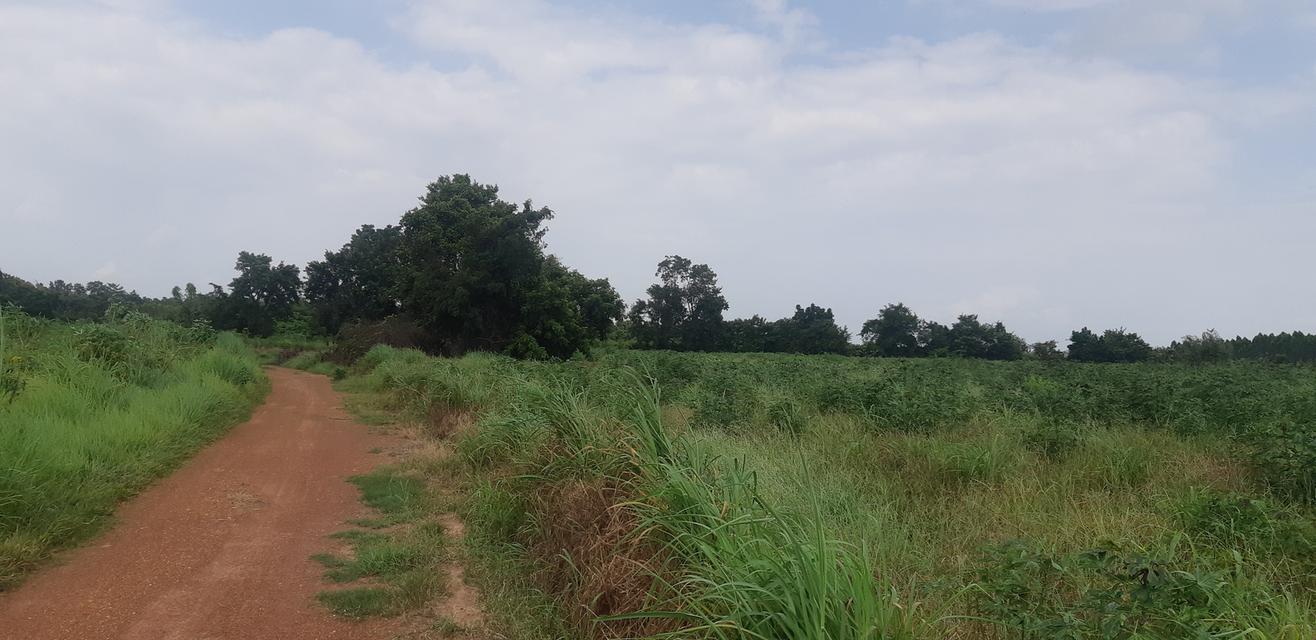 ขายที่ดินตำบลโคกปีบ อำเภอศรีมโหสถ  จังหวัดปราจีนบุรี  71 ไร่ 41 ตารางวา  3