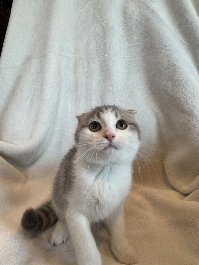 คนขายเลี้ยงเองค่ะ สก็อตติสโฟล์ด เมีย รูปที่ 7