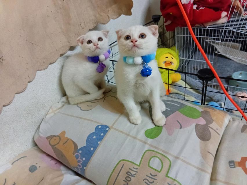 สก๊อตติช