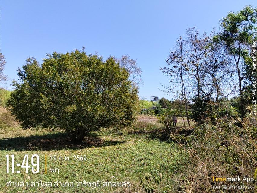 ด่วนขายที่ดิน13ไร่เศษฉโนดครุฑแดงโอนฟนีไม่มีค่าใช้จ่ายต่อรองราคาได้เจ้าของขายเอง 8