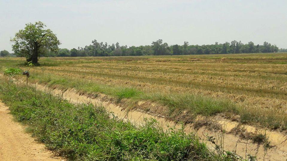 ขายที่ดินเกษตร 35ไร่ เศษ ถนนลาดยาง ติดคลองชลประทาน ห่างชุมชน ตลาดสด อบต.บ้านหม้อ 3กม. อ.พิชัย จ.อุตรดิตถ์ 4
