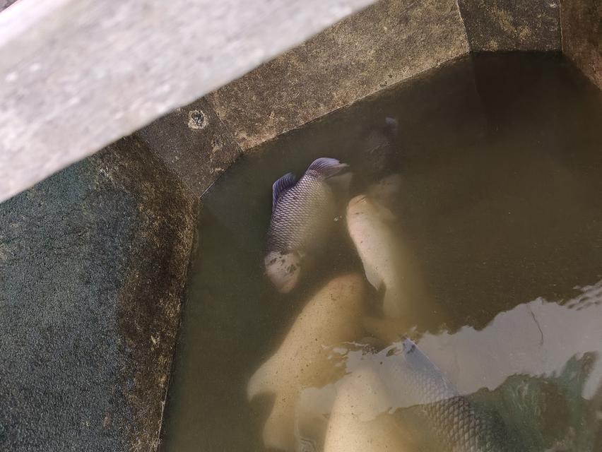 ปลาแรด เลิกเลี้ยง เผือกตาแดง