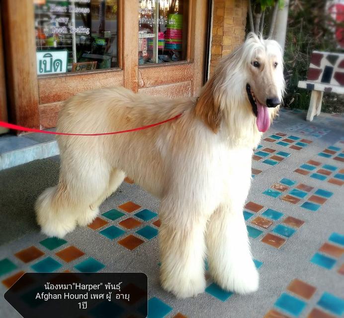 สุนัข Afghan Hound ตัวผู้ 2