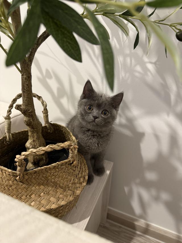 แมว British short hair กทม เท่านั้นค่ะ รูปที่ 5