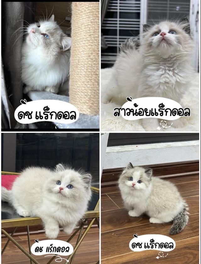 แมวแร็กดอลล์ สวยมาดูตัวจริงได้ กรุงเทพ