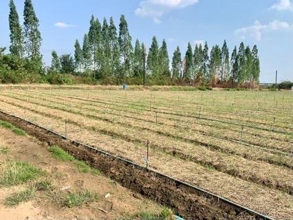 ขายที่ดินสวย2แปลง รวม26ไร่เศษ ใกล้มอเตอร์เวย์ สภาพแวดล้อมดี เหมาะทำเกษตร,ลงทุน,จัดสรรหรืออื่นๆ คมนาคมสะดวก 11