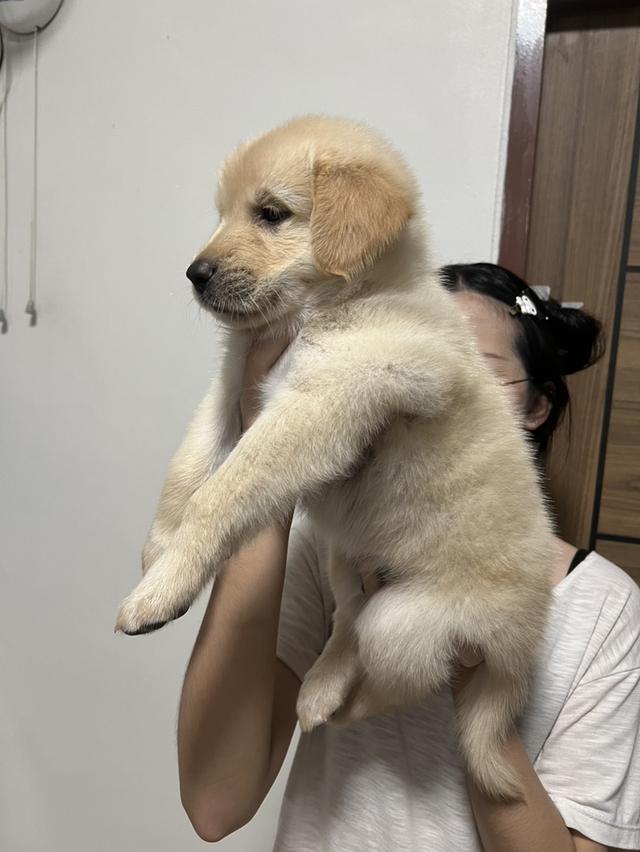 สุนัขโกลเด้นรีทรีฟเวอร์ รูปที่ 3