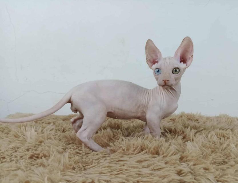 34.แมวแบมบิโน่/เพศผู้ Bambino Cat/Male  ตาสองสี/Odd-eyed
